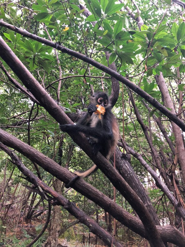 3.9.18 Playa_Arrival day_Monkeys! (11)