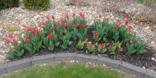 4.21.18 Finally have tulips!.JPG